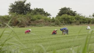 Minag: Producción Agropecuaria creció 5.8% en primer bimestre del año