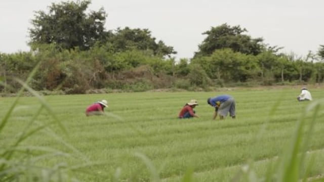Minag presenta reglamento para reconversión productiva agropecuaria