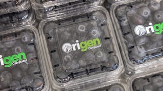 Camposol desarrolla dos nuevas variedades de arándanos: el plan con programa genético Origen