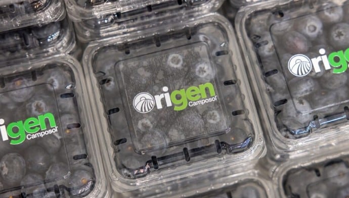 Sol One y Maia Blue corresponden a la primera generación de variedades de arándanos desarrolladas por Camposol en el programa Origen. (Foto: Camposol).