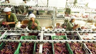 Exportaciones peruanas de uva alcanzarán récord de US$ 840 millones en presente campaña