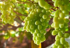 Bloom Fresh denuncia ante Indecopi cultivo ilegal de su uva Sweet Globe en Perú