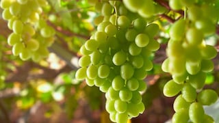 Bloom Fresh denuncia ante Indecopi cultivo ilegal de su uva Sweet Globe en Perú