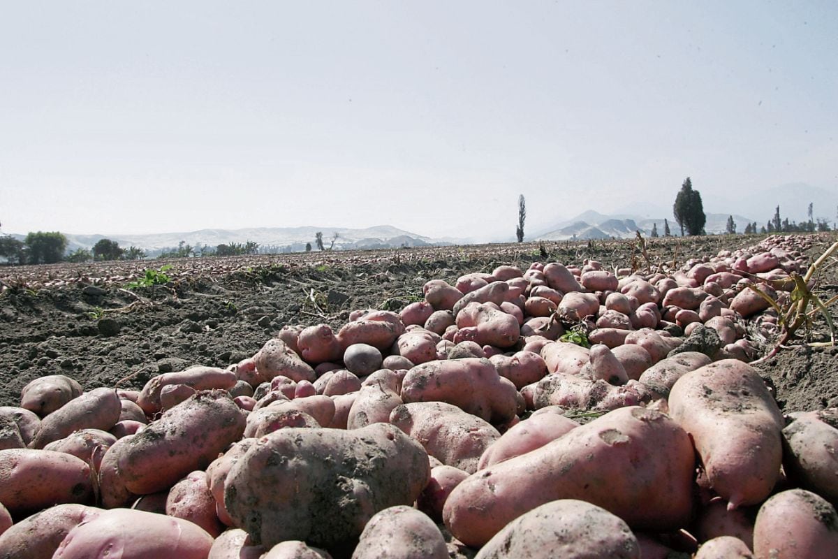 En el caso de la papa, en la campaña chica que se desarrolla en la costa central y sur el Senamhi prevé que los factores de riesgo podrían incrementarse hasta un nivel medio. (Foto: GEC)