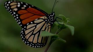 La superficie de la mariposa monarca en México cae un 59,3 % respecto de 2023