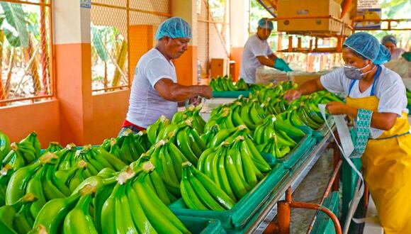 22 de julio del 2013. Hace 10 años. Se desploma exportación de banano orgánico.