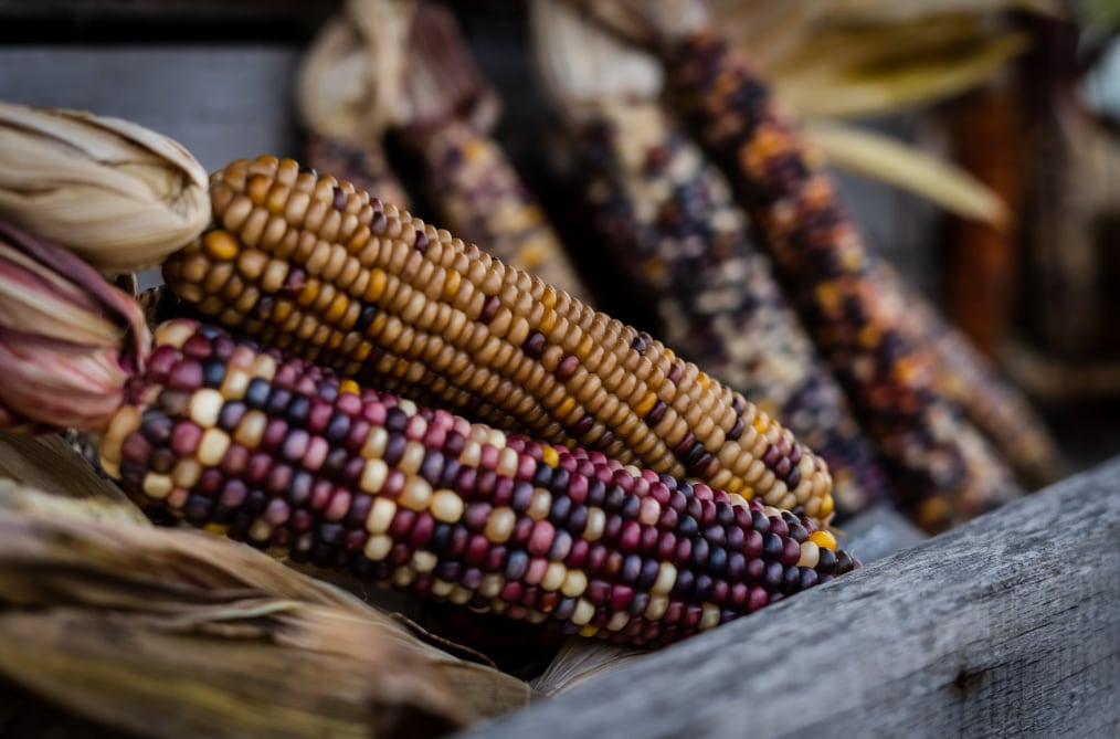El maíz morado quiere llegar a la bolsa de snacks. (Foto: Pexels)