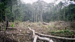 Perú registró 1.8 millones de hectáreas de bosques deforestados en 15 años