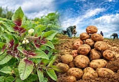 Papa de Perú: 125,000 hectáreas peligran por plaga que anula hasta el 100% de cosecha