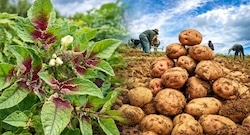 Papa de Perú: 125,000 hectáreas peligran por plaga que anula hasta el 100% de cosecha