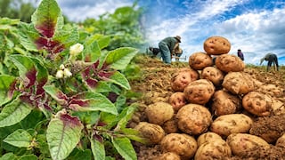 Papa de Perú: 125,000 hectáreas peligran por plaga que anula hasta el 100% de cosecha