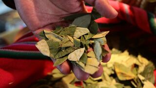 Perú erradica 25,000 hectáreas de hojas de coca en el Vraem