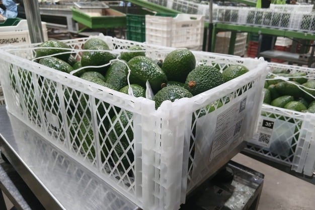 La temporada de palta Hass comenzó de forma progresiva en noviembre, inicialmente con fruta procedente de las zonas altoandinas. (Foto: Cultivemos).