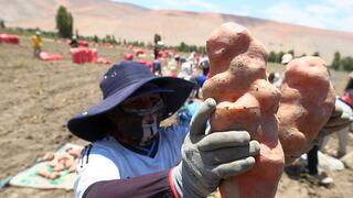 Cooperativas agrarias: establecen plazo para inscribirse en el Registro Nacional