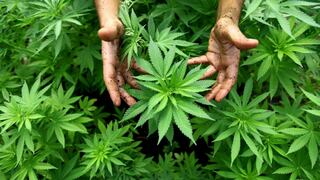 ¿Se debe legalizar el uso medicinal de la marihuana?