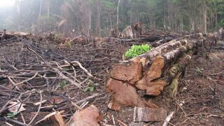  Brasil prohíbe quemas en Amazonía durante 60 días