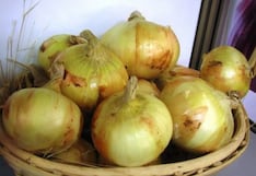 Onix Farms busca asegurar el abastecimiento de cebolla con alianzas en Ica