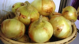 Onix Farms busca asegurar el abastecimiento de cebolla con alianzas en Ica