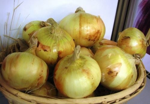 La cebolla amarilla dulce representa el 95% de la producción de Onix Farms y concentra la mayor parte de sus envíos a mercados como Estados Unidos y España.