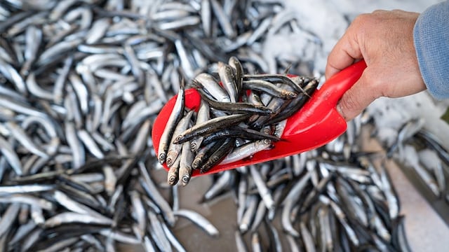Produce autoriza primera temporada de anchoveta en zona centro-norte: ¿Cuándo inicia?