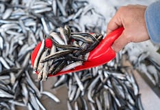 Produce afirma que no se modificará la talla mínima de la anchoveta