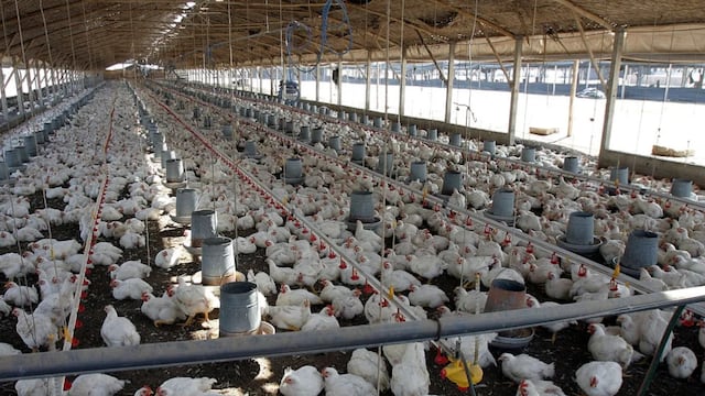 Senasa activa protocolos de control por gripe aviar tras brote en granja de La Libertad