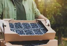 Perú consolida liderazgo mundial en arándanos: exportaciones suman USD 2457 millones en 2025