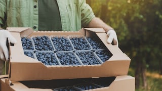 Perú consolida liderazgo mundial en arándanos: exportaciones suman USD 2457 millones en 2025