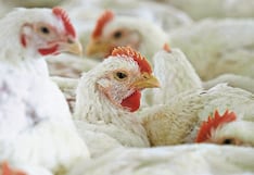 ¿Cartel del pollo? Indecopi inicia proceso contra 5 avícolas por presunta concertación de precios