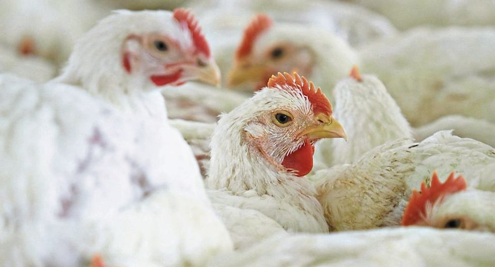 Pollo en la mira: Indecopi investiga posible colusión en el norte del país