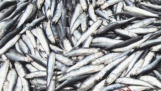 SNP: Incidencia de pesca de anchovetas juveniles está por debajo del 21% fijado por Imarpe