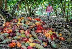 Cacao gana terreno en el Eje cafetero colombiano ante la precaria situación del café