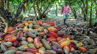 Precio internacional del cacao rompió récord histórico