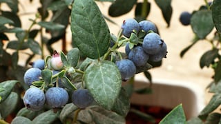 EE.UU. en la mira de agroexportadora para llevar el arándano peruano