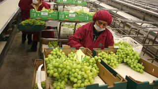 Argentina San Miguel inicia exportación de uvas de mesa a EE.UU. desde su filial Hoja Redonda en Perú