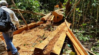 Amazonía perdió casi 30 millones de hectáreas de bosques primarios en 17 años