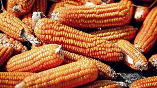 Lluvias ayudan a siembra de maíz en Argentina en momentos de dudas por política exportadora