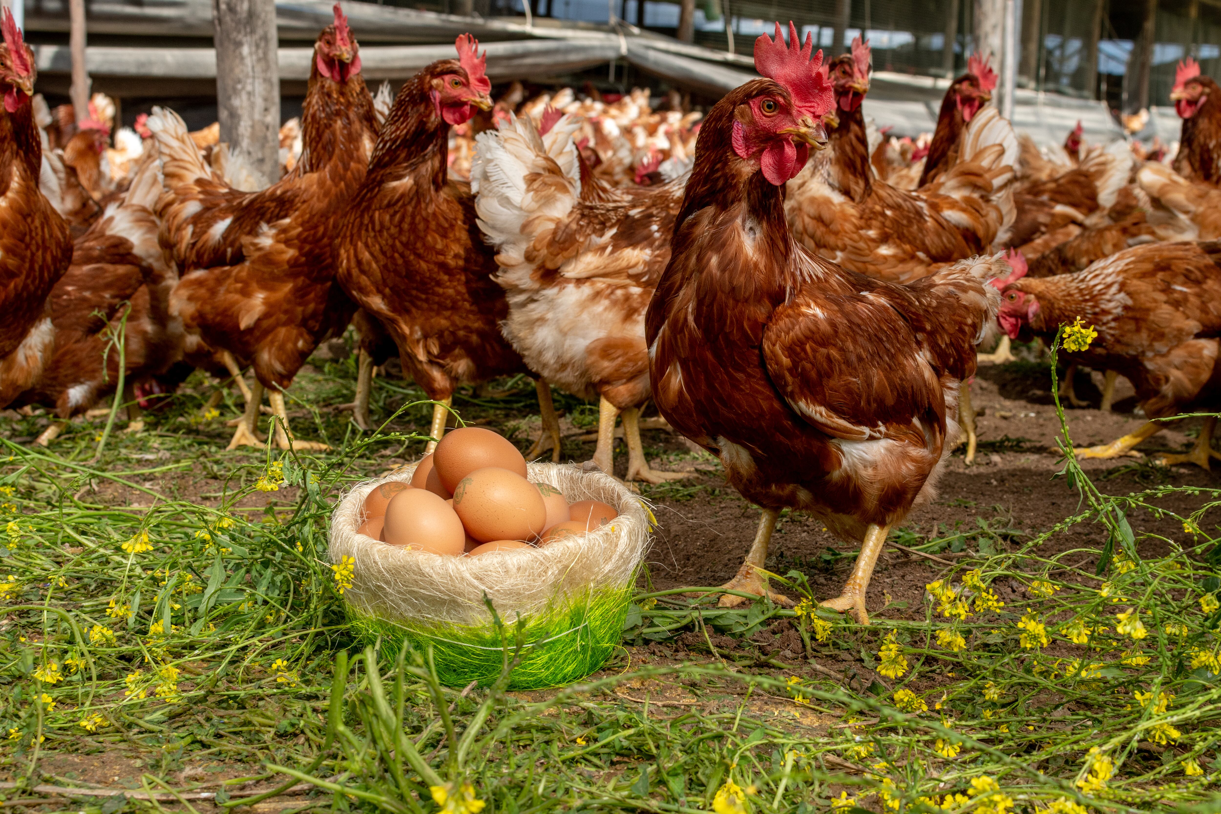 Apenas el 2% de los huevos que se comercializan en el Perú provienen de gallinas libres de jaulas. Foto: Huevos del Valle