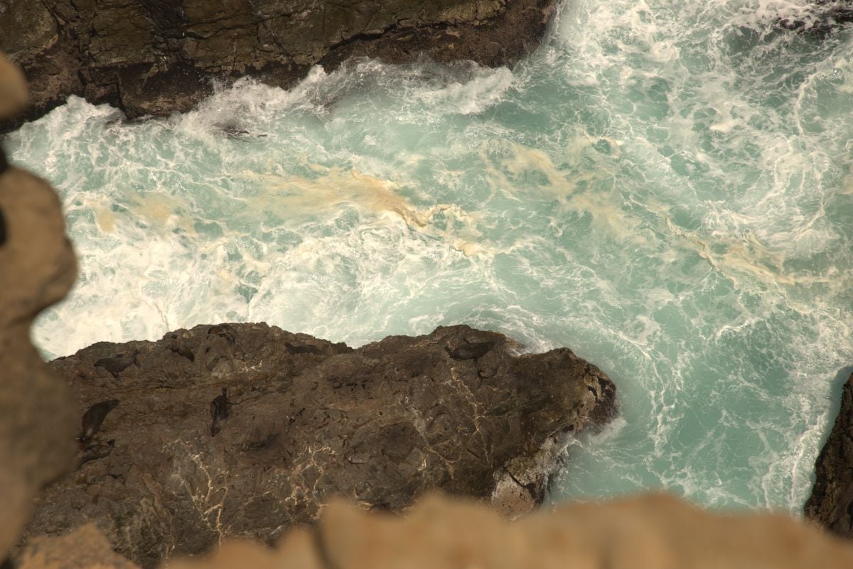 En Punta Arquillo descansan lobos marinos sobre rocas oscuras, en un espacio restringido al público desde hace casi dos décadas. Foto: RNP.