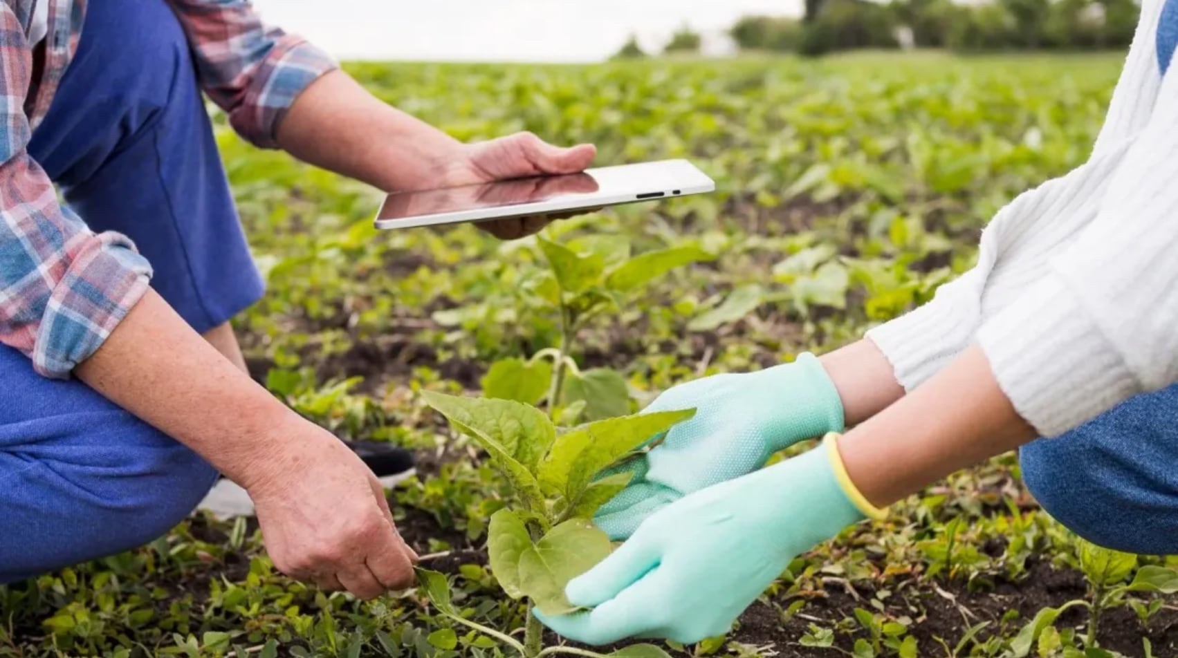 Cultivida indica que impulsan innovaciones tecnológicas que están transformando la agricultura, como la tecnología de semillas,