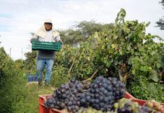Perú acelera el acceso de productos agrícolas, como la uva, a Chile: ¿qué falta?