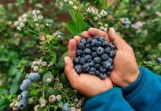 El boom agroexportador que hay que cuidar