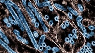 EE.UU. detecta mutación del virus aviar pero descarta por ahora contagio entre personas