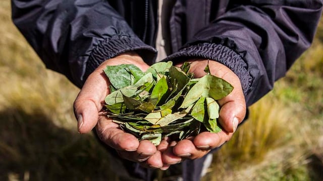 Perú erradica más de 16,000 hectáreas de hoja de coca destinadas al narcotráfico