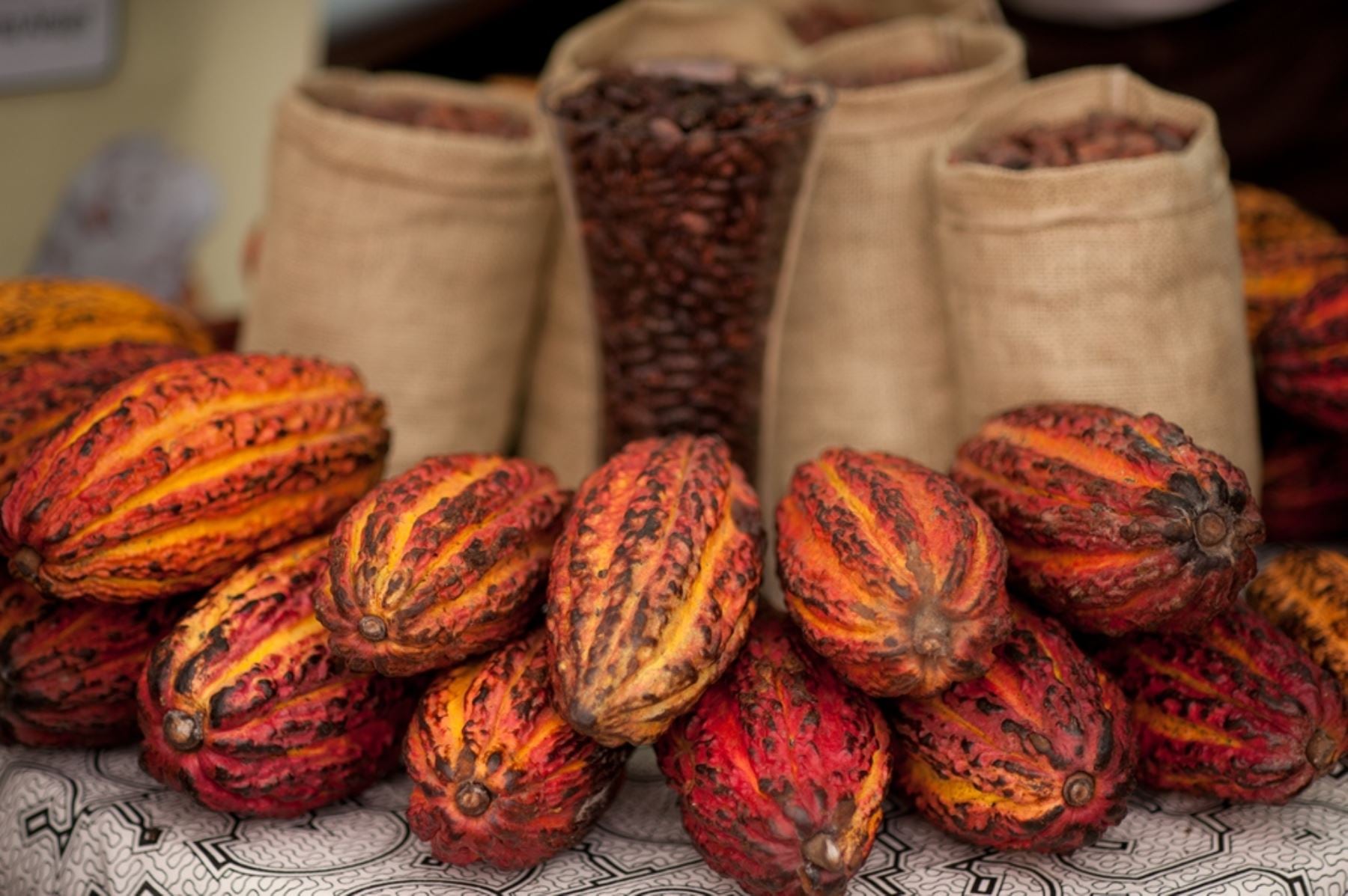 Cacao: exportaciones están en "caída libre" por El Niño tras récord, ¿hay más riesgos?