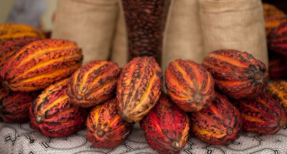 El Niño y el cacao: ¿cómo afecta la producción peruana?
