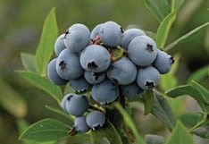 De Europa a Asia: Frutical y la ruta exportadora con más productores de palta y arándano