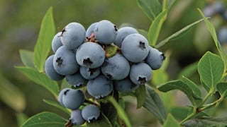 De Europa a Asia: Frutical y la ruta exportadora con más productores de palta y arándano