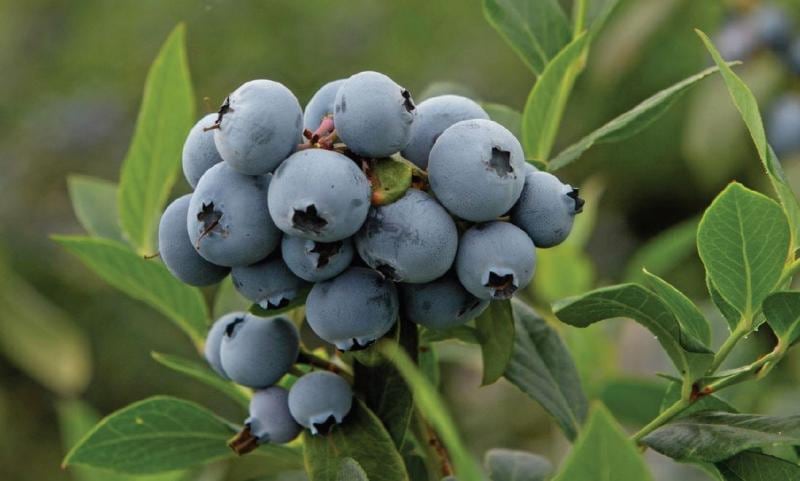 Actualmente, Frutical procesa arándanos y otros frutos con tres plantas de empaque ubicadas en el norte, centro y sur del Perú. (Foto: difusión).