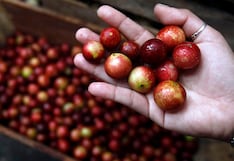 Serfor facilitó S/ 1.9 millones en créditos para productores de ocho regiones
